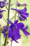 Alabama larkspur